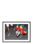 Poster Rainbow Dogs Red Democratic Gallery