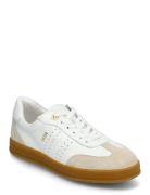 Achillea White Dasia